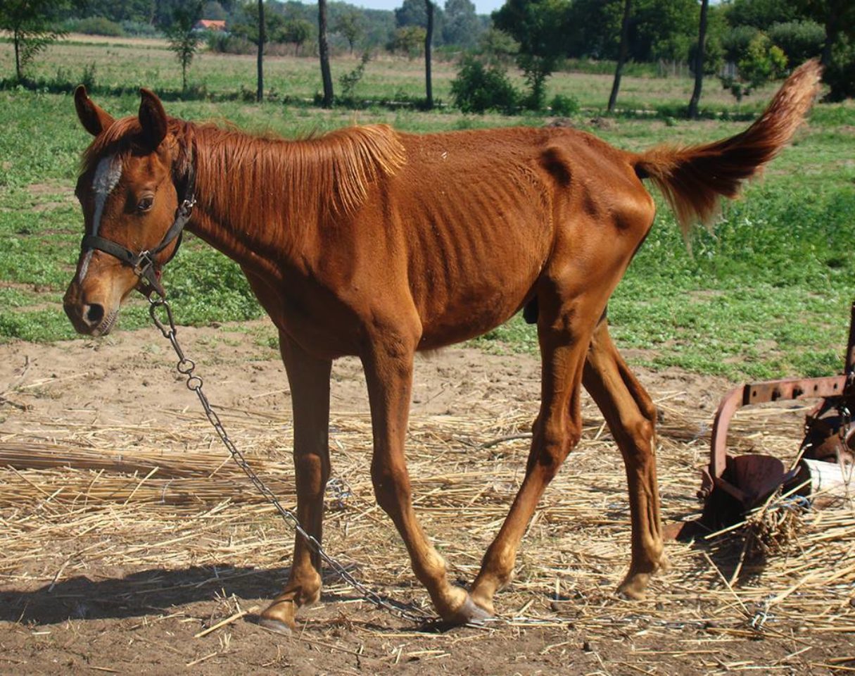  ló